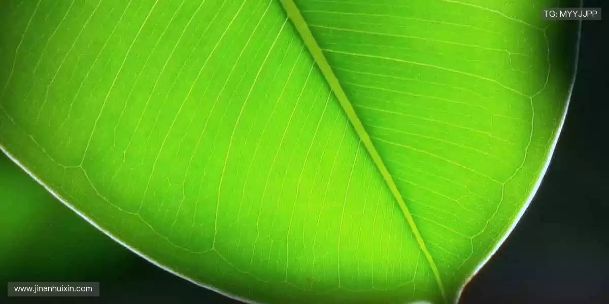 热血赛事，巅峰对决，每一刻都值得尖叫！🔥⚽